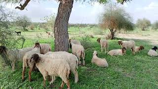 Sheeps Resting And Goats walking in Thar Desert Area