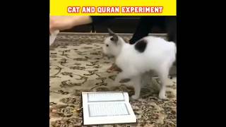 Cat and Quran Experiment 😱 | Allah Ki Qudrat | #shorts #viral #trending #quran #shortsfeed