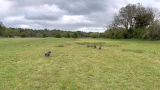 English Bull Terrier and two Staffordshire Terriers playing