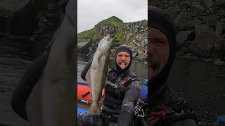 FISH ON IN THE SHETLAND ISLNDS!!!!    #shetlandislands #spearfishing #pollock