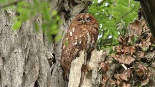 Waldkauz ( Strix aluco) --Eichelhäher (Garrulus glandarius)