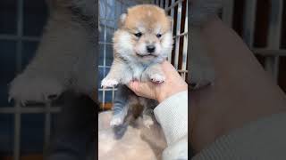 Tiny is cute.. #trending #pupppy #viralvideo #viralshorts