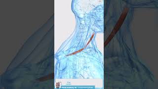 Visual Anatomy 3D - Facts about the Omohyoid muscle