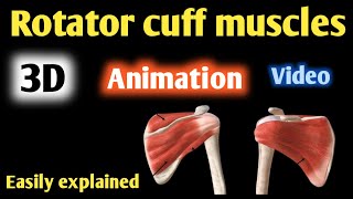 rotator cuff muscles action 3d animation | rotator cuff muscles action