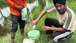 गन्ने में पोका बोइंग और टॉप बोरर एक साथ, एक ही स्प्रे से ख़त्म करने वाला सबसे तगड़ा फ़ार्मूला