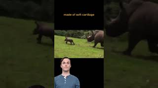 AI Avatar Fun Facts | Rhino Calves... | #shorts #aiavatar