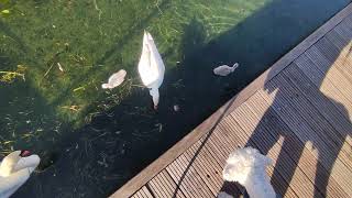 crazy baloo the Maltipoo looks at the cygnets