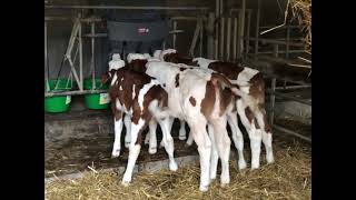 Contented Cows at Besain