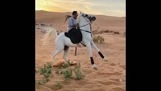 الخيل واليل والبيداء تعرفني🥰🥰🥰🥰😍🥰😍😍🥰🥰🥰🥰🥰🥰🥰😍😍😍😍