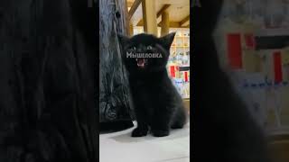 котёнок уснул стоя