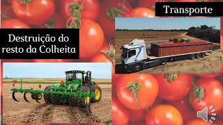 Cadeia Agroindustrial do Tomate   Grupo 13