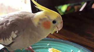 Coco the cockatiel is 5 month old #canada #cocatiel #birds #birdslover #birdpet