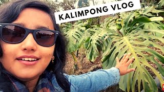 Kalimpong #plant vlog | huge #monsteras