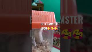 Beli Hamster Lucu