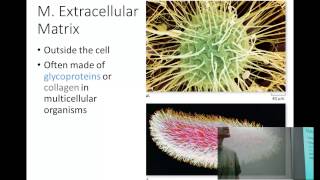 Cell Structure