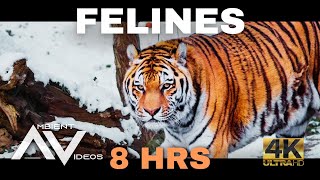 FELINES 🐈🐯 8 Hours Ambient Video