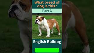 🐾 Guess the Breed Challenge! Part - 3 🐶| Dog Breed  | Dog Lovers