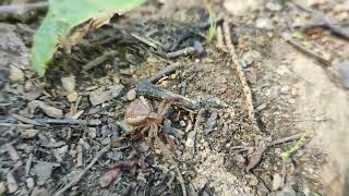 Spider wolk in forest