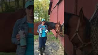 Equine Skin Conditions and COAT DEFENSE®