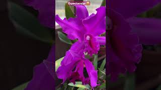 ✅Hermosa Cattleya 🌺#orchids#cattleya#greenhouse#summer#flowers#viralvideo