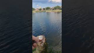 YEET! Texas BASS Pond #Chatterbait