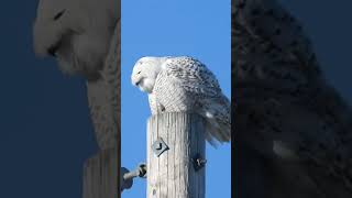 Snowy Owl hanging out by the beach