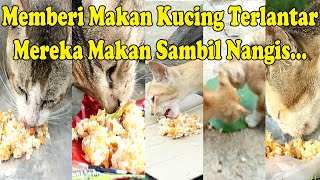 Memberi Makan Kucing Terlantar, Mereka Makan Sambil Nangis Spt Sebulan Gak Makan 😢