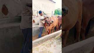 Top gir breeding farm in haryana Naloi 9813037868