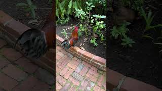 Rooster Courtship