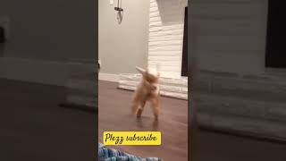 O Teri chan tenu Moog kariva #apnasaraikimonda #cute #shortvideos #cat #viralvideos