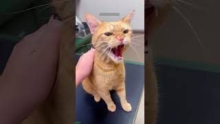 ❤️ Funny cats ❤️🐈 , ❤️Funniest cats #FunnyCats #5002