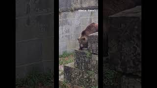 Watching Bears🐻🥰at Bear Pit- Bern (Bärengraben) in 🍂Autumn #bern #nature #travelandtourism #travel