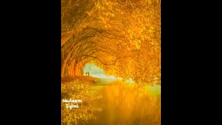 خزاں کے رنگ امریکہ میں۔ FALL COLORS IN USA