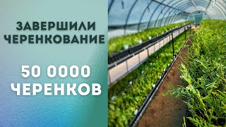 Черенкование туи 2023 окончено! Выводы, неудачи, планы