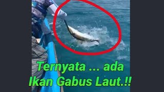 Ternyata di Laut ada IKAN GABUS Monster.. #shorts #fishing #mancingmania #fishingadventure