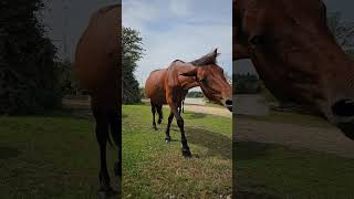 Adorable Foal Is Very Curious About My Camera