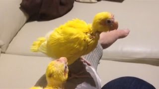 funny one month pair of kakarikis playing