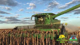 SuperCrop® Row Crop Header - Sunflower Field