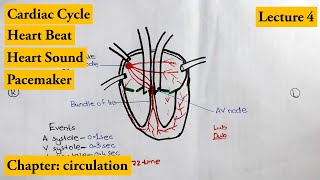 Cardiac Cycle complete explanation | Chapter Circulation | Video # 4