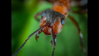 The Fascinating World Of ant #Ant #shorts #short 😲 #Youtube #satisfying #Ant