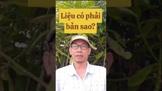 Lê Anh Tú liệu có phải bản sao? #thíchminhtue#tltvgo