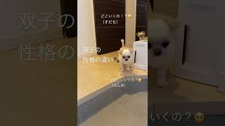 どこいくの？の違いでわかる、双子の性格の違い🤪🥺🐾 #双子 #犬 #犬のいる暮らし #多頭飼い #dog #shorts #twins