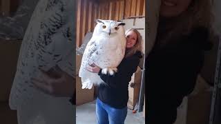 Ну очень большая сова! 🦉