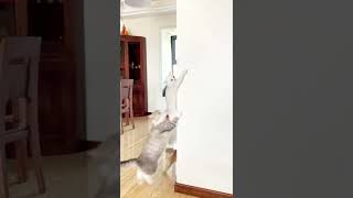 Funny Animals Video 2022🔥😂New Meme Compilation🔥Battle Cats|Tiktok Cringe