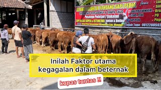 REVIEW SAPI JANTAN KUALITAS SUPER & ISTIMEWA - GROSIR SAPI BERGARANSI & TANPA CALO