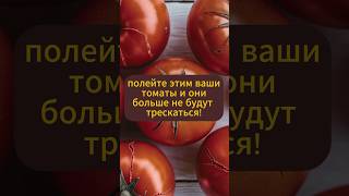 Полейте этим ваши томаты и они больше не будут трескаться #урожай #овощи #натуральное #сад #огород