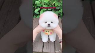 Cute Funny Pomeranian Dog I Friendships Song I # Pomeranian Dog # Cute Dog # shorts