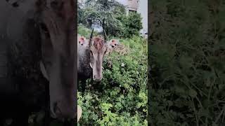 नीलगाय डरते हुए रोटी खाया जय श्री कृष्ण #animals #shorts