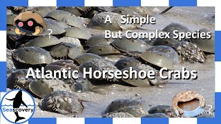 Miracle BLUE BLOOD from Atlantic horseshoe crabs (Limulus polyphemus)