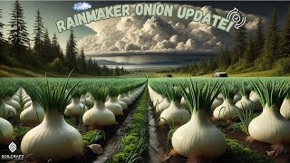 Onion Update 🌱 | Rain Box Water Treatment in Action 💧